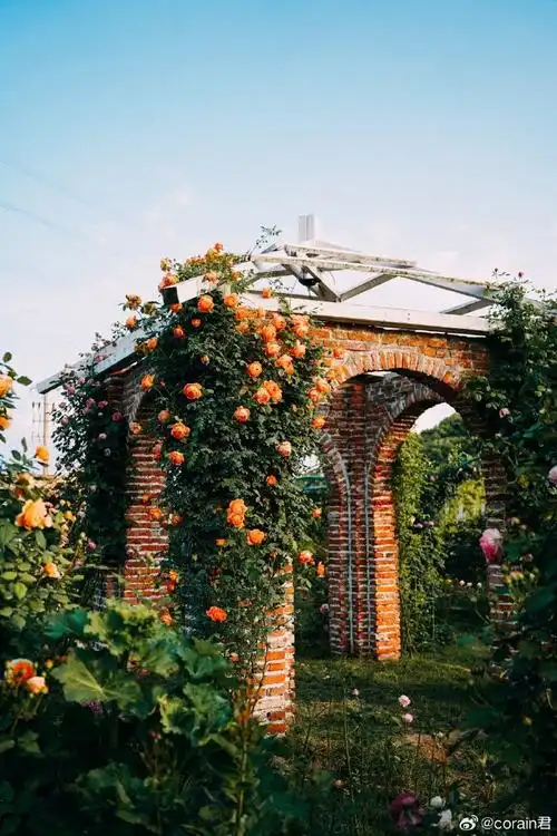 张家港凤凰镇的魅力当然远不止山歌馆,颜值课代表当属奥斯汀玫瑰园.