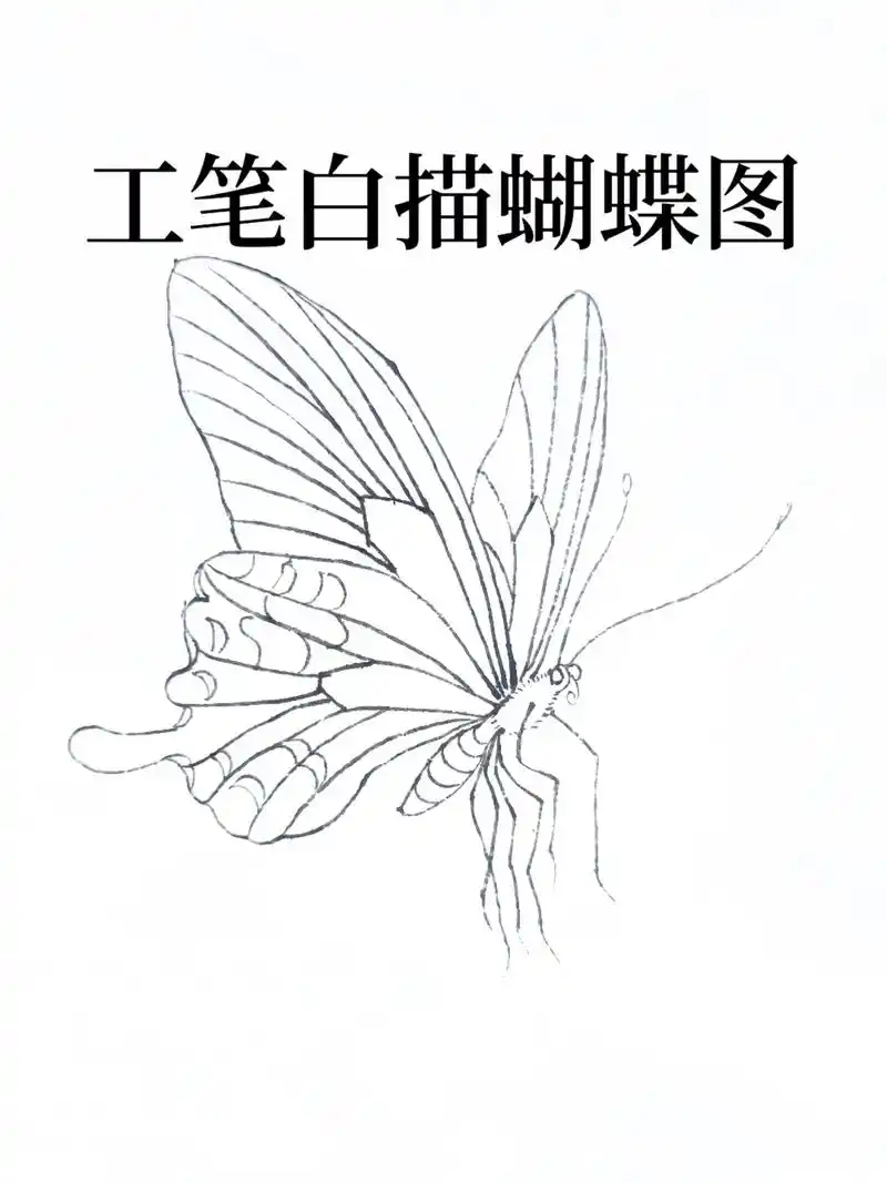 国画工笔蝴蝶白描底稿图美术绘画素材画谱