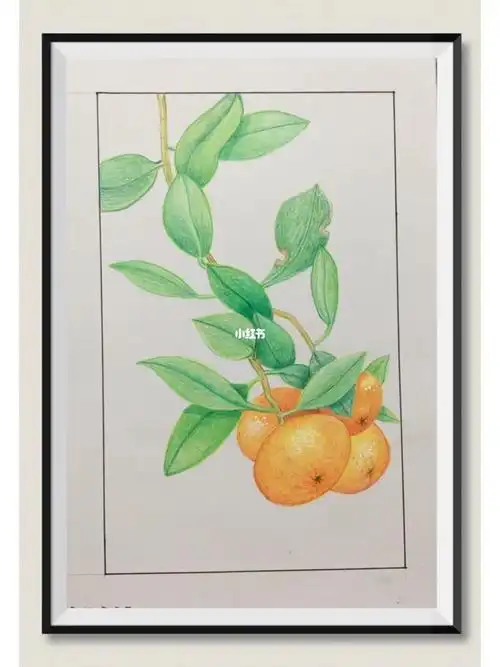 彩铅画初学者大桔大利