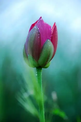 雨后的荷花 亮晶晶的水珠,悬挂在花苞上花苞上,晶融剔透.
