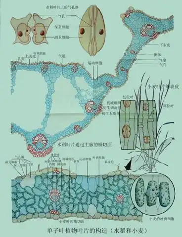单子叶植物叶片的构造(水稻和小麦)