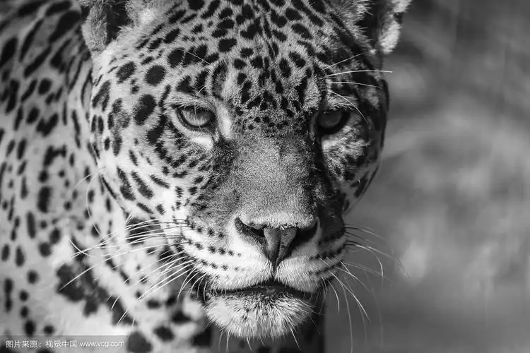 豹肖像,黑白相间