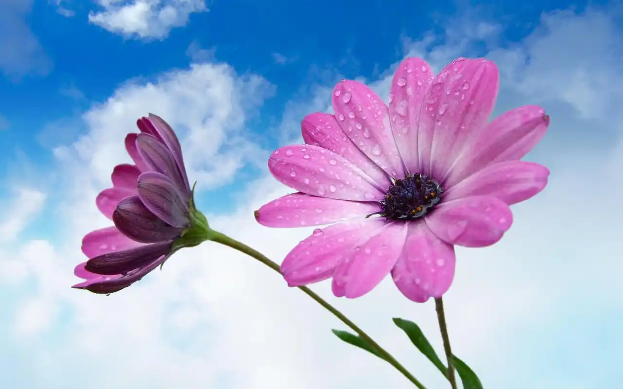 小清新鲜花漂亮花朵桌面壁纸