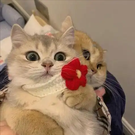 小猫咪情侣头像带字情侣小猫咪头像两人