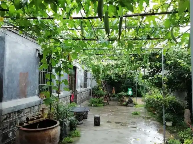 美丽庭院风采展播晒晒薛城区周营镇农家庭院