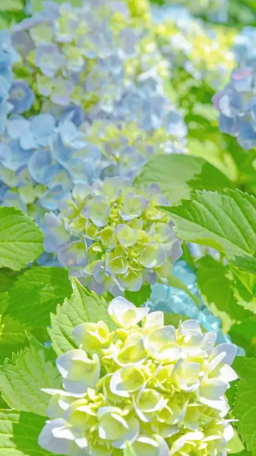 绣球花清新淡雅迷人微距摄影,高清图片,手机锁屏桌面-壁纸族