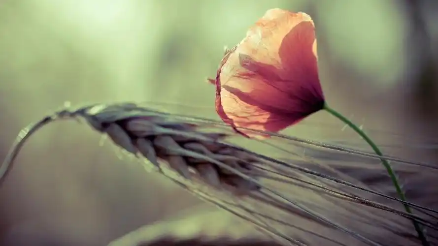 唯美意境炎炎夏日花草植物图片桌面壁纸高清大图预览1920x1080_植物