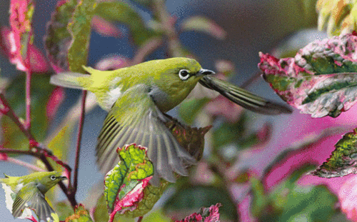 鸟的乐园:最全最可爱的会动的美丽小鸟.太好看了!