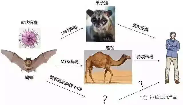 十大野生动物病毒排行榜:前十名野生动物携带病毒排名