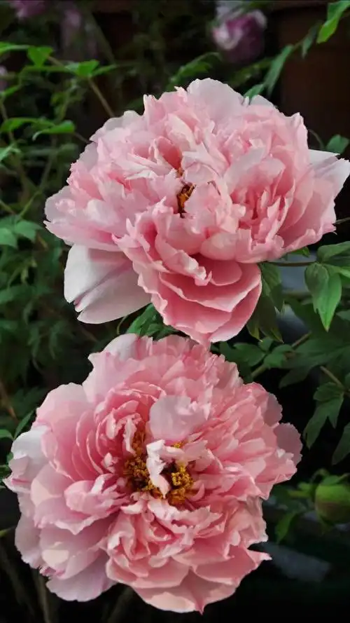 顶级绝美牡丹花,惊艳迷人!