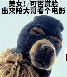 有没有劫匪狗狗的表情包