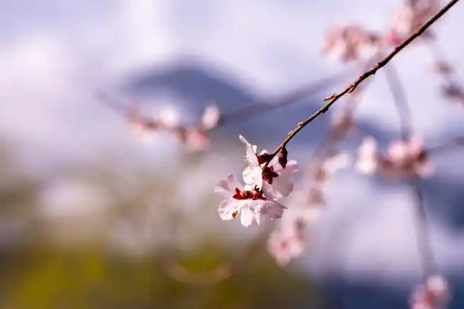 #西藏林芝桃花有多惊艳##花开种花家#