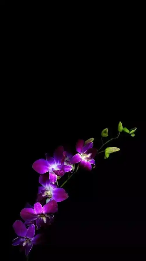 抖音个性黑色系壁纸