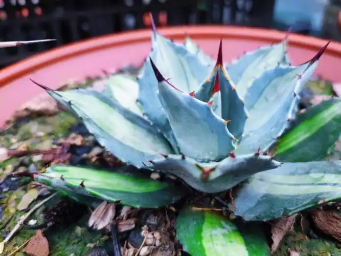 与其他草花不同,龙舌兰虽不开花,但质感和气质拿捏的死死的[okr]