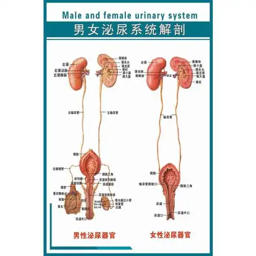 糖尿病自主神经病变在泌尿系统的三大表现