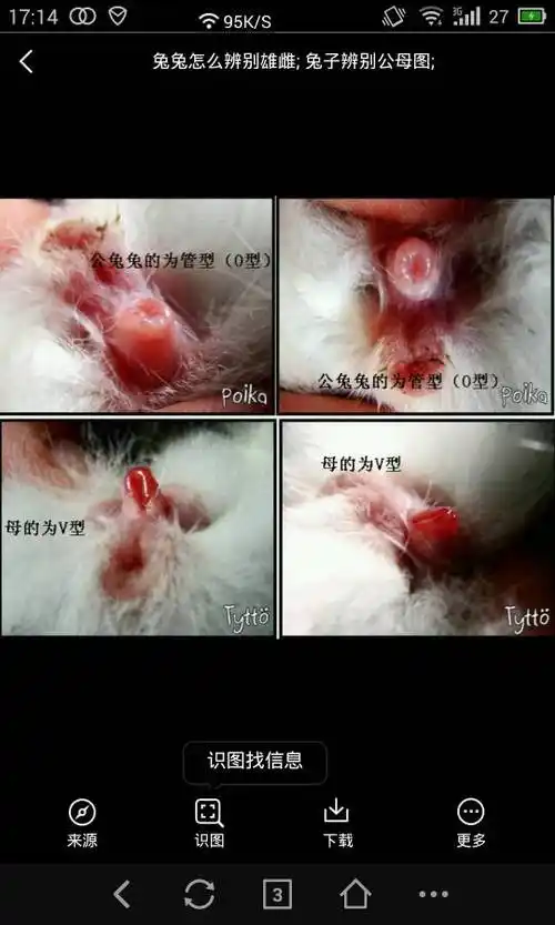 兔子怎么看公母