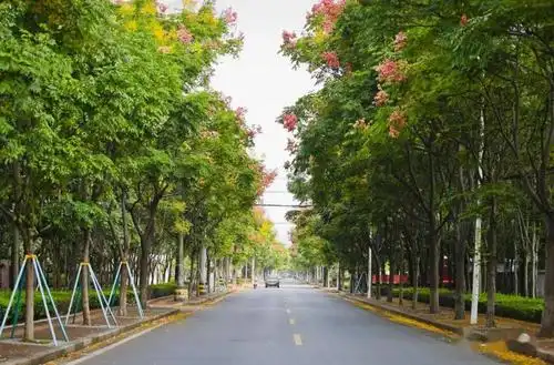 翠绿,金黄,橘红……满满都是初秋的美景_栾树