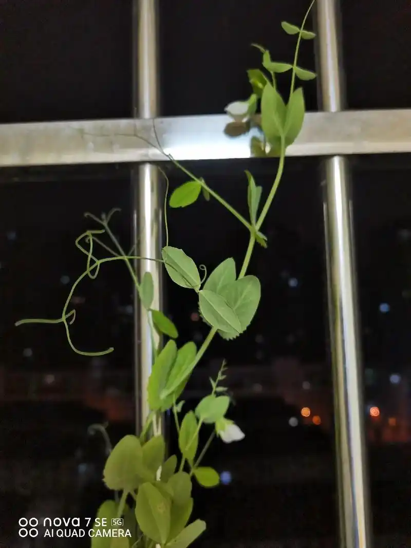 不经意间发现豌豆开花了,这么着急的吗?春天还没到呢!#希望这 - 抖音