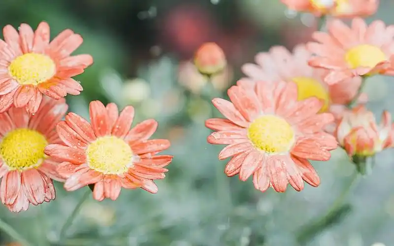 小清新绿色花卉植物高清唯美图片壁纸