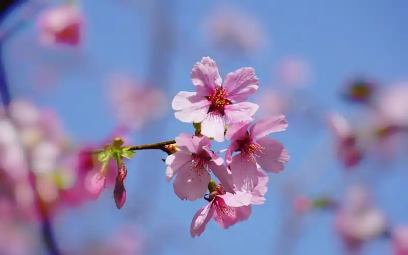 春天的樱花高清摄影图片桌面壁纸
