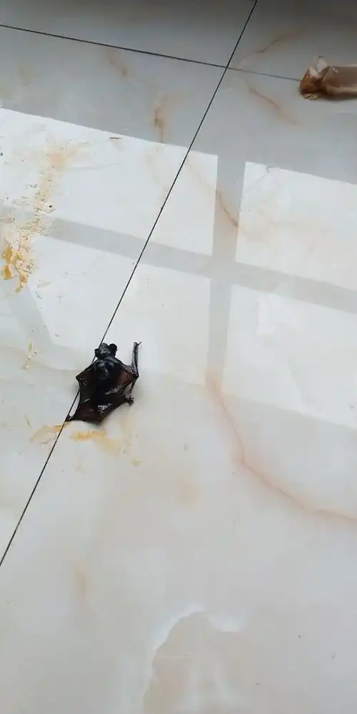 腊月二十二,家里飞来一只蝙蝠.