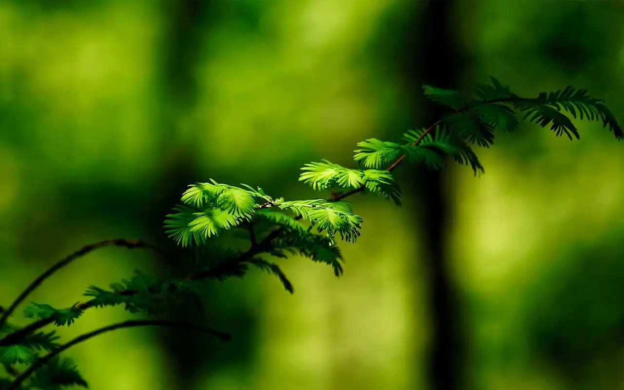 小清新绿色护眼风景高清壁纸