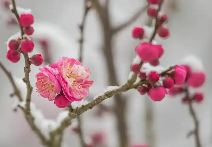 梅花在白雪的映衬下更显素雅.