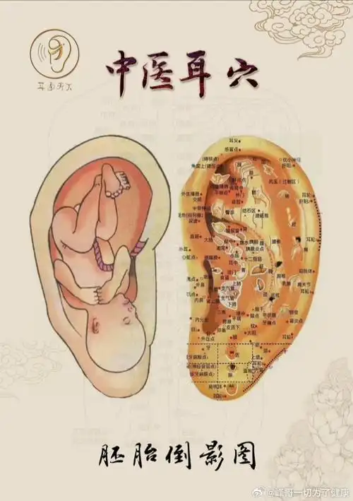 耳朵的秘密!经常按摩疏通经络,运行气血,调理脏腑!