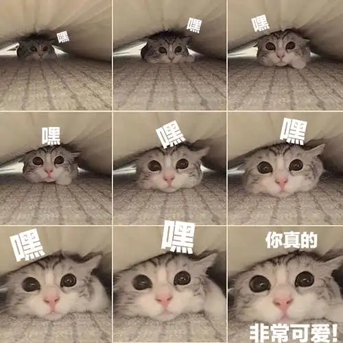 拿来吧你!(熊猫头表情包