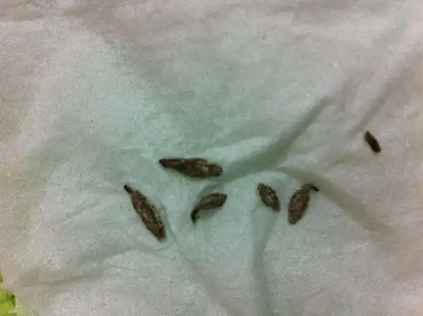 房间里出现了很多疑是小飞蛾的卵,孵化后就变成小飞蛾,很麻烦,很久了