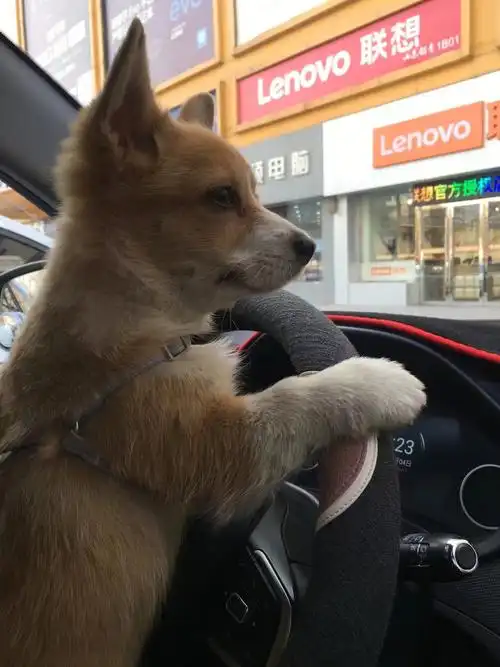 谁的副驾驶没个小可爱  #小短腿柯基  #我家宠物好可爱我们一周岁了