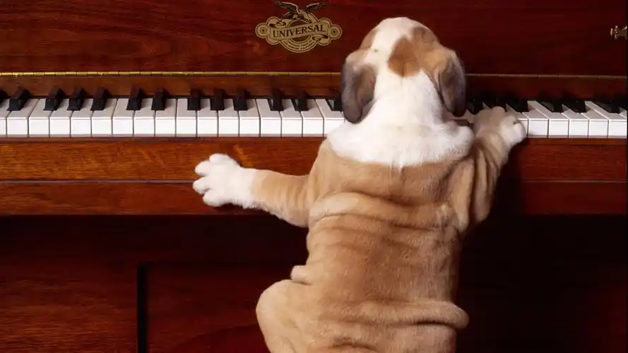 钢琴上的萌宠1080p高清电脑桌面壁纸