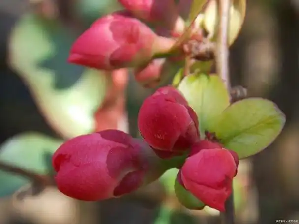 东洋锦海棠一年开几次花?