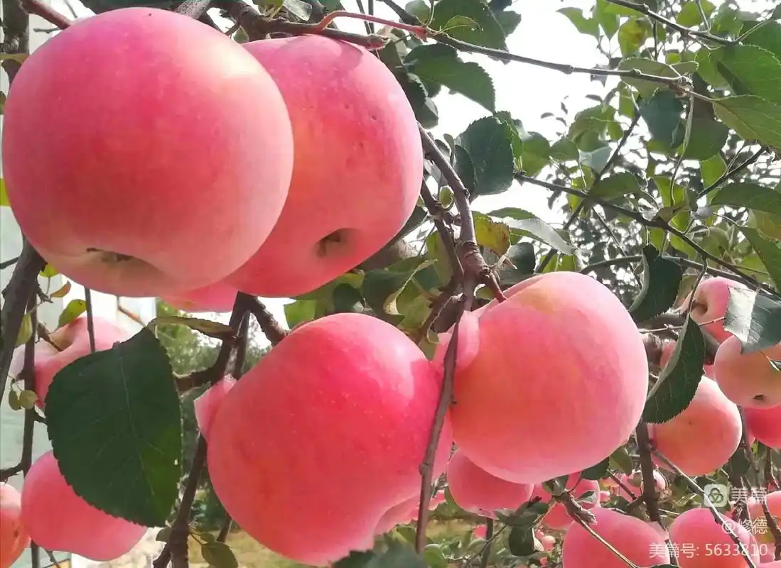 丰收的季节硕果累累 #丰收的季节 #北方秋季家乡水果,硕果 - 抖音