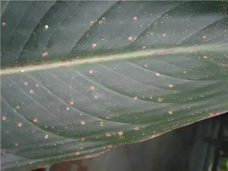 鹤望兰的病害及其防治