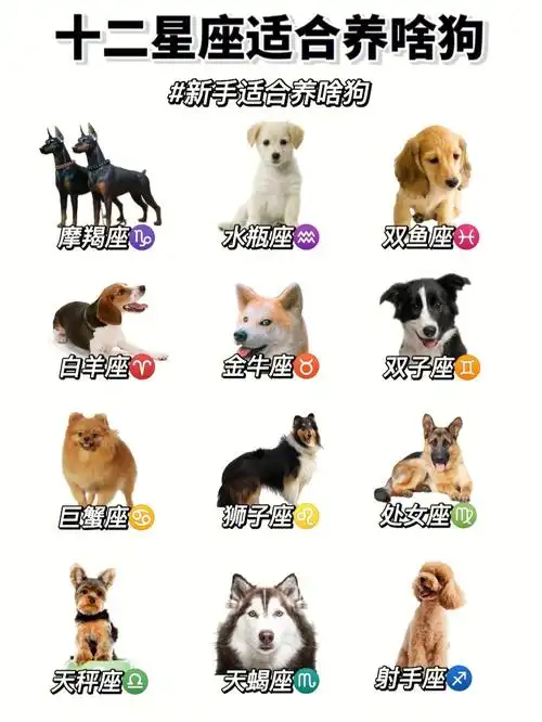 十二星座适合养啥狗选啥狗粮好