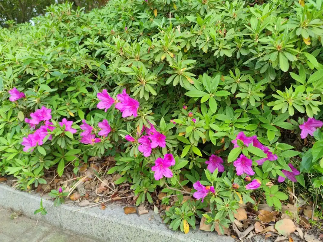 锦绣杜鹃 别名:毛杜鹃,映山红 花期:4-5月 果期:9-10月