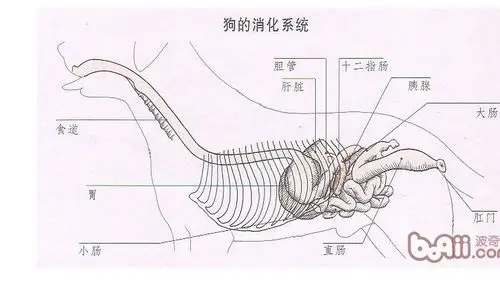 你摸的是没有长毛的腹部?狗狗的胃是在肋骨后面 下面有图  对照下