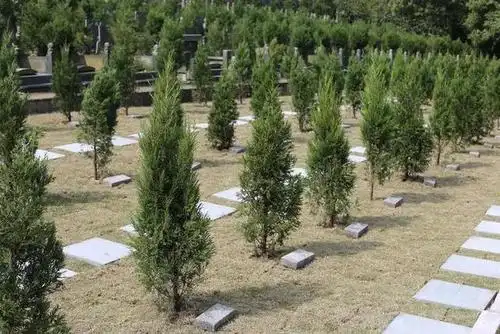 让生命重回大自然 柯桥区首例树葬"落叶归根"