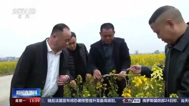 目前,湖北省农业农村厅已派出4个专家指导组分区包片落实油菜抗冻恢复