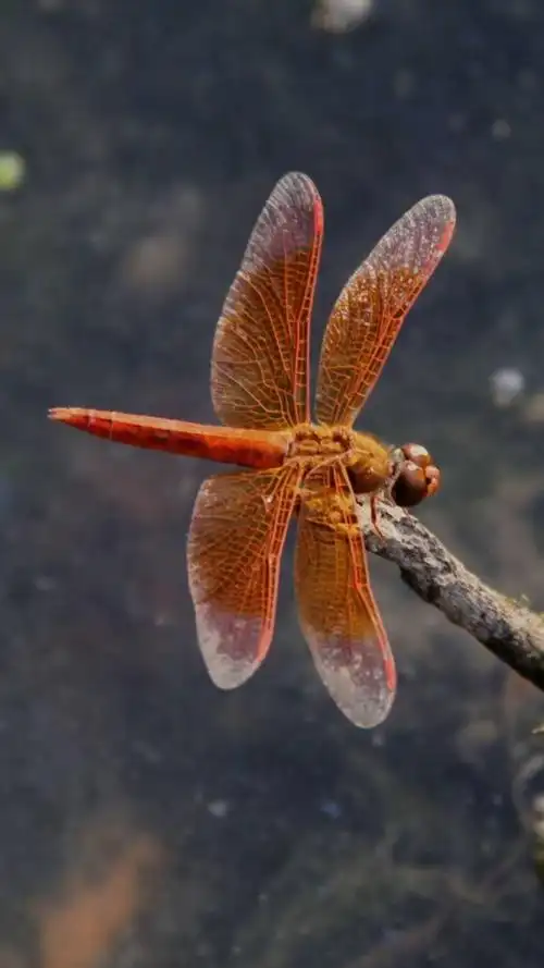 美丽的蜻蜓(一)
