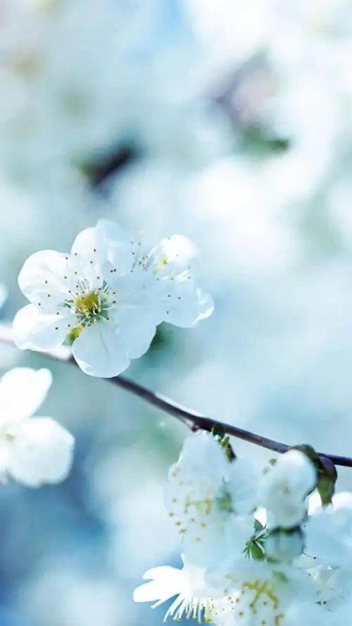 清新 摄影 田园 绿色 自然 淡雅 风景名胜 壁纸 素材 锁屏 屏保 高清