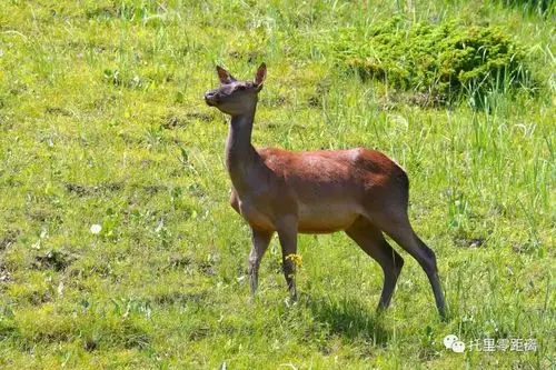 大自然的精灵野生天山马鹿