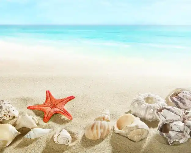 海滩,贝壳,海星,海 壁纸 | 1280x1024 壁纸下载 | cn.best-wallpaper.