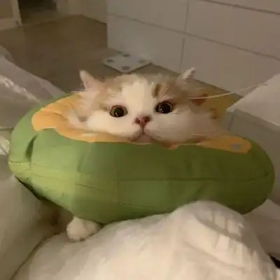 有气质温柔可爱萌宠头像唯美大全 最新版个性很甜精致小猫咪头像_动物