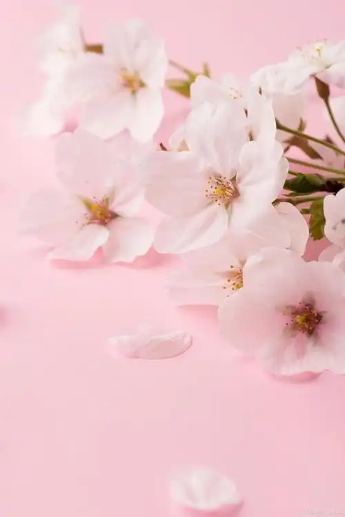 流水之潺潺,风吹之轻柔,樱花树下,把你交给我!