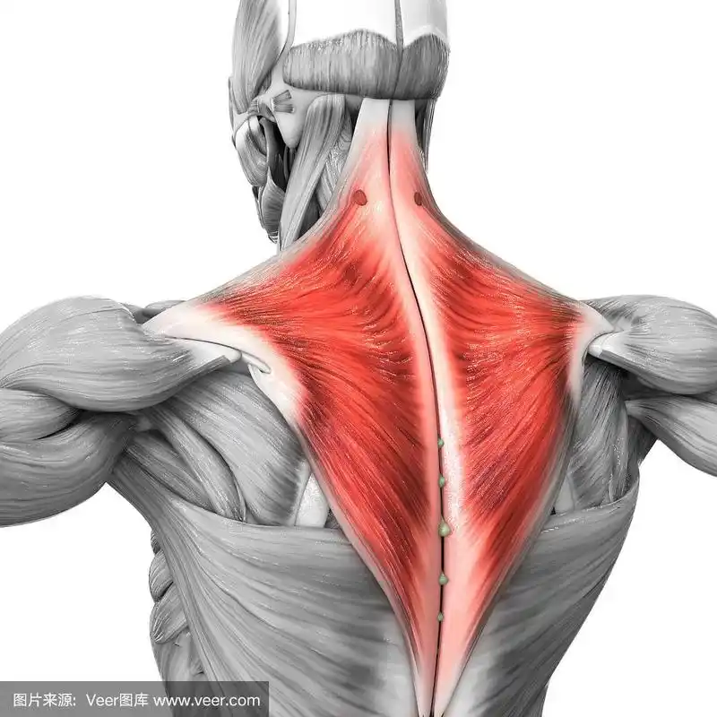 人体肌肉系统部分斜方肌解剖学