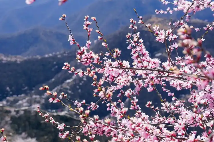 九龙峡数万亩野桃花盛开,摇曳太行山的春天