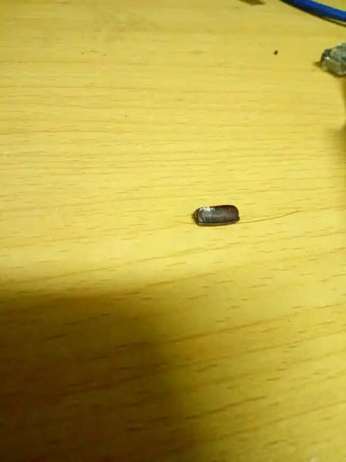 蟑螂的屎吗?还是什么鬼,反正跟蟑螂有关