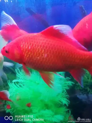 手机随拍:喜庆的红鲤鱼【原创】